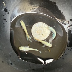 【お取引中】🐟飛輪の画像