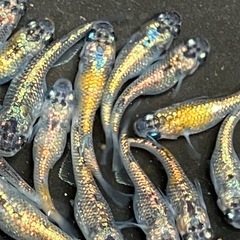 大輝　メダカ　若魚　１５匹＋αの画像