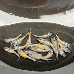 大輝　メダカ　若魚　１５匹＋αの画像