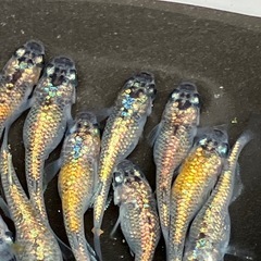 大輝　メダカ　若魚　１５匹＋αの画像