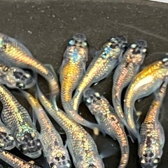 大輝　メダカ　若魚　１５匹＋αの画像