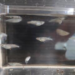 サファイヤ青ラメ メダカの画像