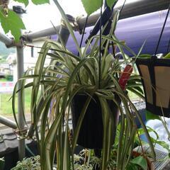 植物の画像
