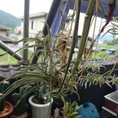 植物の画像