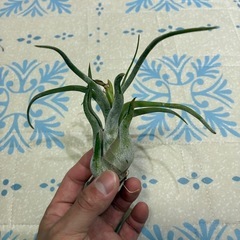 カプトメデューサの画像