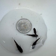 【お取引中】🐟墨碧眼の画像