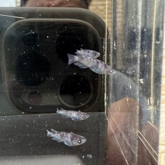 【お取引中】🐟墨碧眼の画像
