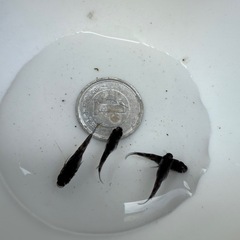 【お取引中】🐟墨碧眼の画像