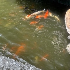 鯉の画像