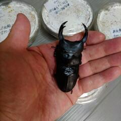 川西産オオクワガタ 幼虫5匹セット  奈良輪川西血統  管理番号02の画像