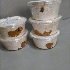 川西産オオクワガタ 幼虫5匹セット  奈良輪川西血統  管理番号02の画像