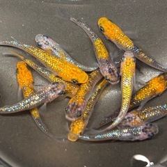 🐟夏休み特別①いろいろメダカ 30匹 ※選別おまかせ🐟の画像