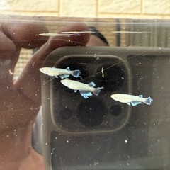 🐟スコールの画像