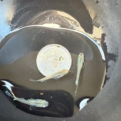 🐟スコールの画像