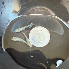 🐟スコールの画像