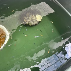 決まりました。改良メダカ　約100匹の画像