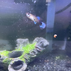 水槽、熱帯魚の画像