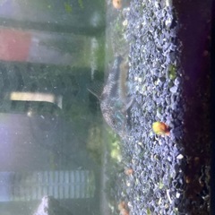 水槽、熱帯魚の画像