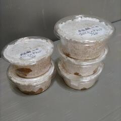 川西産オオクワガタ幼虫5匹セット   奈良輪川西血統 管理番号03 の画像