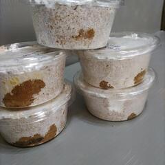 川西産オオクワガタ幼虫5匹セット   奈良輪川西血統 管理番号03 の画像