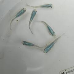 マリンブルー　成魚　１０匹 　めだかの画像