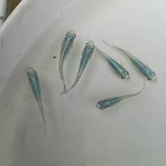 マリンブルー　成魚　１０匹 　めだかの画像