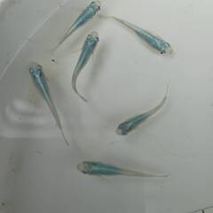 マリンブルー　成魚　１０匹 　めだかの画像