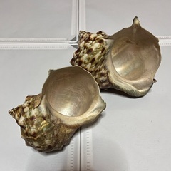 夜光貝 貝殻の画像