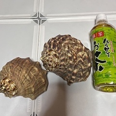 夜光貝 貝殻の画像
