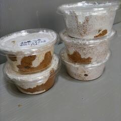 川西産オオクワガタ 幼虫5匹セット   奈良輪川西血統  管理番号04の画像