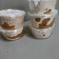 川西産オオクワガタ 幼虫5匹セット   奈良輪川西血統  管理番号04の画像