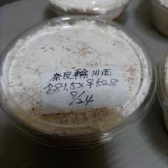 川西産オオクワガタ 幼虫5匹セット   奈良輪川西血統  管理番号04の画像