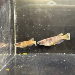 【お取引中】🐟閻王の画像