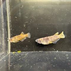 【お取引中】🐟閻王の画像