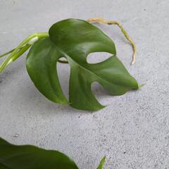 (^_-)-☆　クリアランスセール　ヒメモンステラ　観葉植物の画像