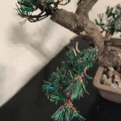 手作り松（銅線で作りました）の画像