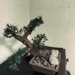 手作り松（銅線で作りました）の画像