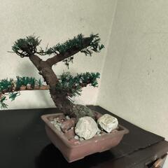 手作り松（銅線で作りました）の画像
