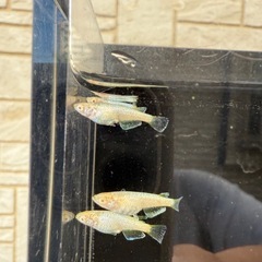 【お取引中】🐟スーパーラメ改アルビノの画像