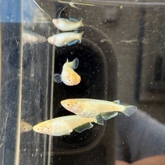 【お取引中】🐟スーパーラメ改アルビノの画像