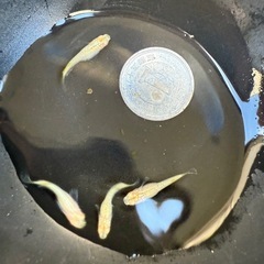 【お取引中】🐟スーパーラメ改アルビノの画像