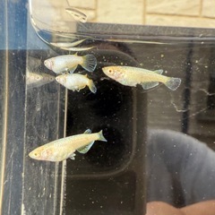 【お取引中】🐟スーパーラメ改アルビノの画像