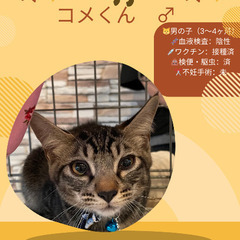 🍉岡田ほご猫譲渡会🍉8月24日(日)13時〜16時