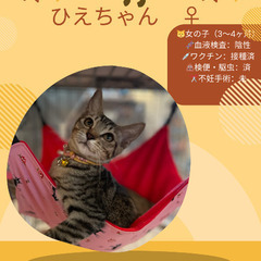 🍉岡田ほご猫譲渡会🍉8月24日(日)13時〜16時