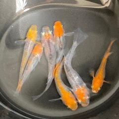 お盆特価★メダカ★かぐらの画像
