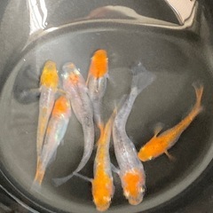お盆特価★メダカ★かぐらの画像