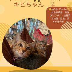 🍉岡田ほご猫譲渡会🍉8月24日(日)13時〜16時