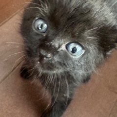 生後1ヶ月ちょっとのつきちゃん