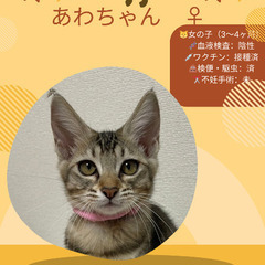 🍉岡田ほご猫譲渡会🍉8月24日(日)13時〜16時