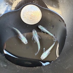 【お取引中】🐟風鈴の画像